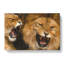 Two Lions - Wrapped Canvas Painting-61852900