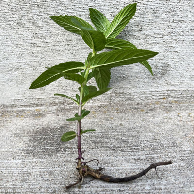 3 Plant TENDER ROOTS Mint Spearmint Live Plant Edible Aromatic Herb Plant, Organic, Easy To Grow, Non-GMO, Perennial In Zones 5 to 11, Used In Teas & Other Beverages, Salads, Garnish, Jelly & Desserts MENTHA Spicata