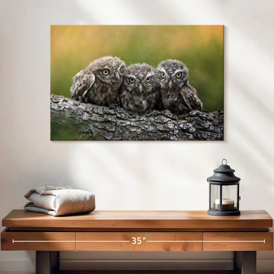 Brampt Snuggling Young Owls