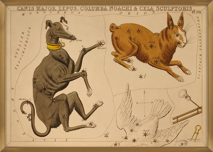 Canis Major Print by Grand Archives