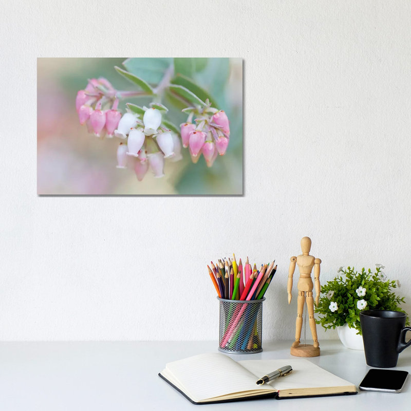 Manzanita Flowers, Genus Arctostaphylos, Mount Diablo State Park by Jaynes Gallery - Wrapped Canvas Print