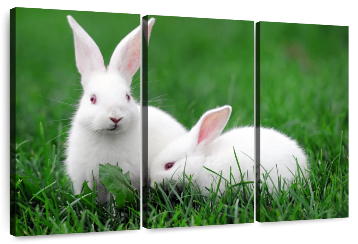 Ebern Designs Two Albino Rabbits | Wayfair