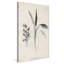 Latine botanique II par Janice Gaynor - impression-1286615994-1286615993