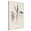 Latine botanique II par Janice Gaynor - impression-1286615999-1286615994