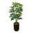 Schefflera Tree in Fiberstone Pot