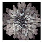 Starburst Floral II Print by Chelsea Art Studio