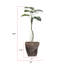 Plante de 68,5 po
