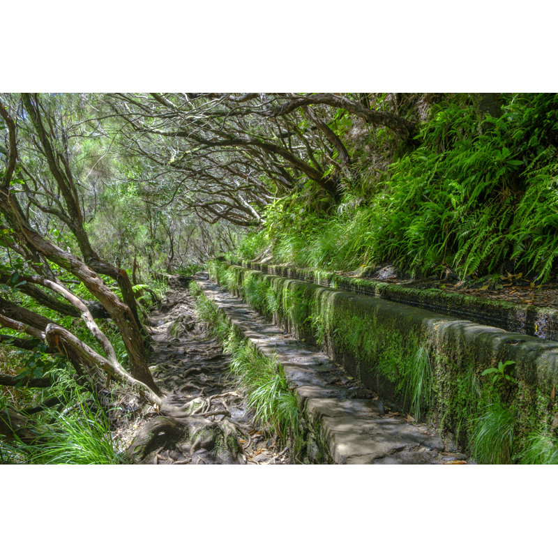 Forêt par Sjo, H 20 po x l 30 po