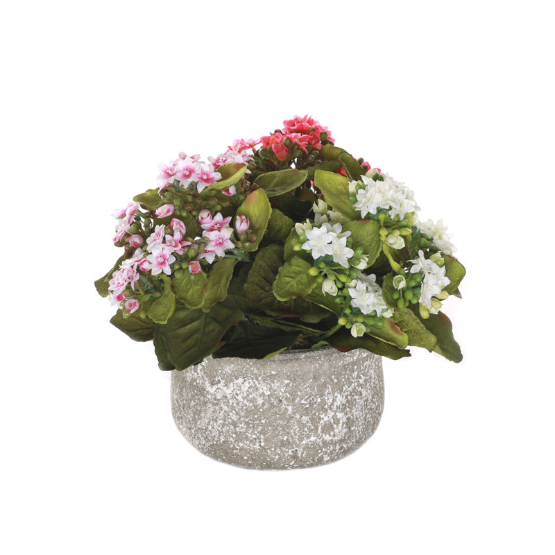 Arrangement de roses en pot, Rouge / rose / jaune