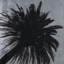 Silver Leaf Palm Tree C Print