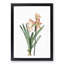 Amaryllis Flowers in Pink 1 Piece Single Picture Frame Painting-55544564-55544563
