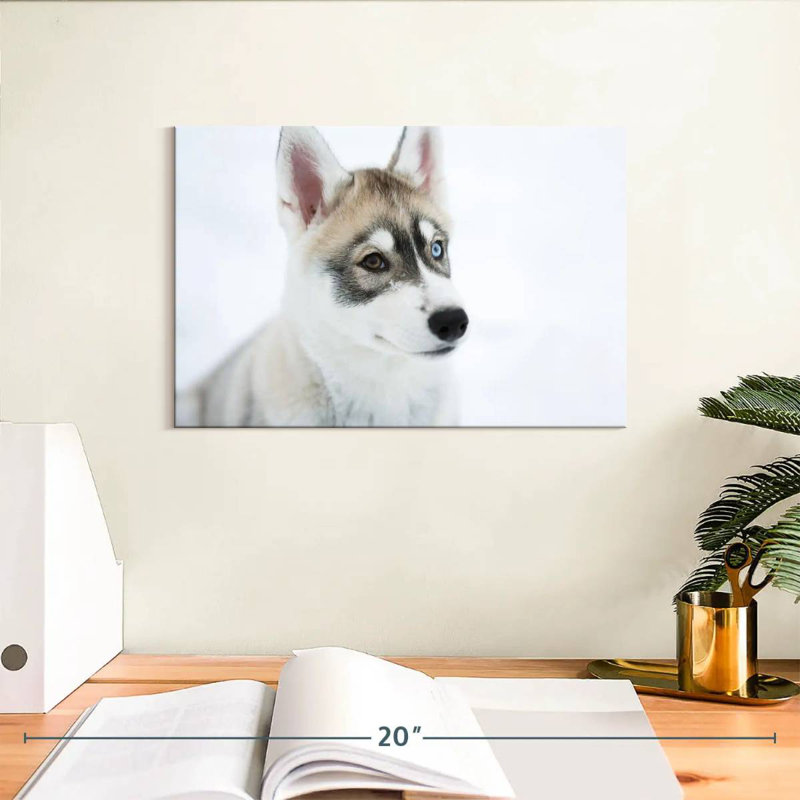 Brampt Glaring Husky, 8" H x 12" W