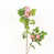 Rose sélectionné