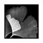 Ginko Square I by Albert Koetsier - Gallery-Wrapped Canvas Giclée on Canvas-2119944309-2092425392