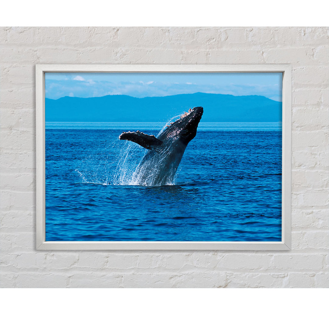 Gerahmtes Bild Whale Ocean Jump