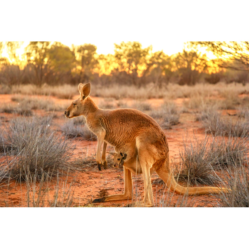 «Kangaroo with a Joey» - Photographie sur toile tendue, H 12 po x l 18 po