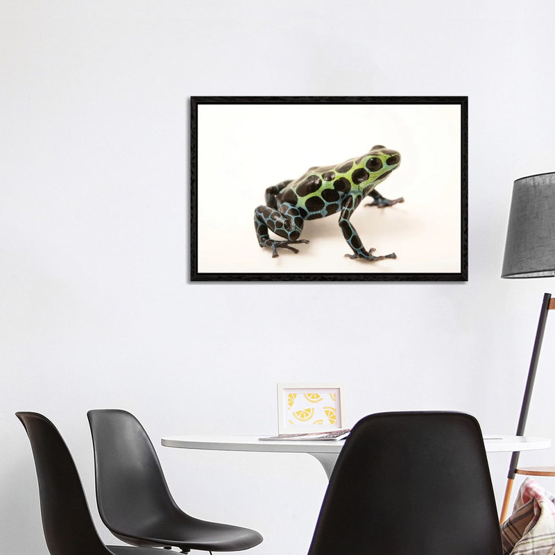 A Splash-Back Poison Frog At The Houston Zoo by Joel Sartore - Gallery-Wrapped Canvas Giclée on Canvas, 66.04cm H x 101.6cm W