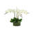 Kerwin Organic Modern Orchid Arrangement