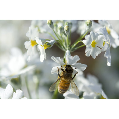 Warriedar Bee by Ruglig - Wrapped Canvas Print