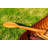 6 Ft Wooden Display-Only Canoe With Ribs