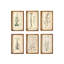 Collected Botanical Framed Prints