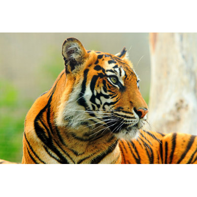 Sumatran Tiger Face - Wrapped Canvas Print