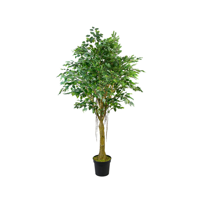 Arbre à figuier tropical Serene Spaces Living