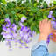 2pcs Lifelike Hanging Wisteria Flowers Garland-560544422