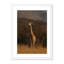 Giraffe 2 by Jade Hammer-966250600-966250603