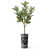 Plant Black