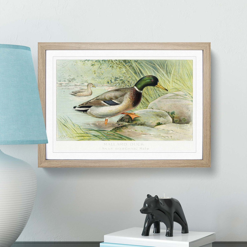 Mallard Duck by J.L. Ridgway - Picture Frame Art Print, 48cm H x 65cm W x 2cm D, Oak Framed
