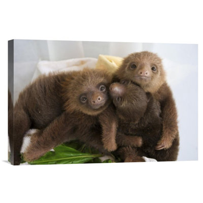 " Hoffmann'S Two-Toed Sloth Orphaned Babies "