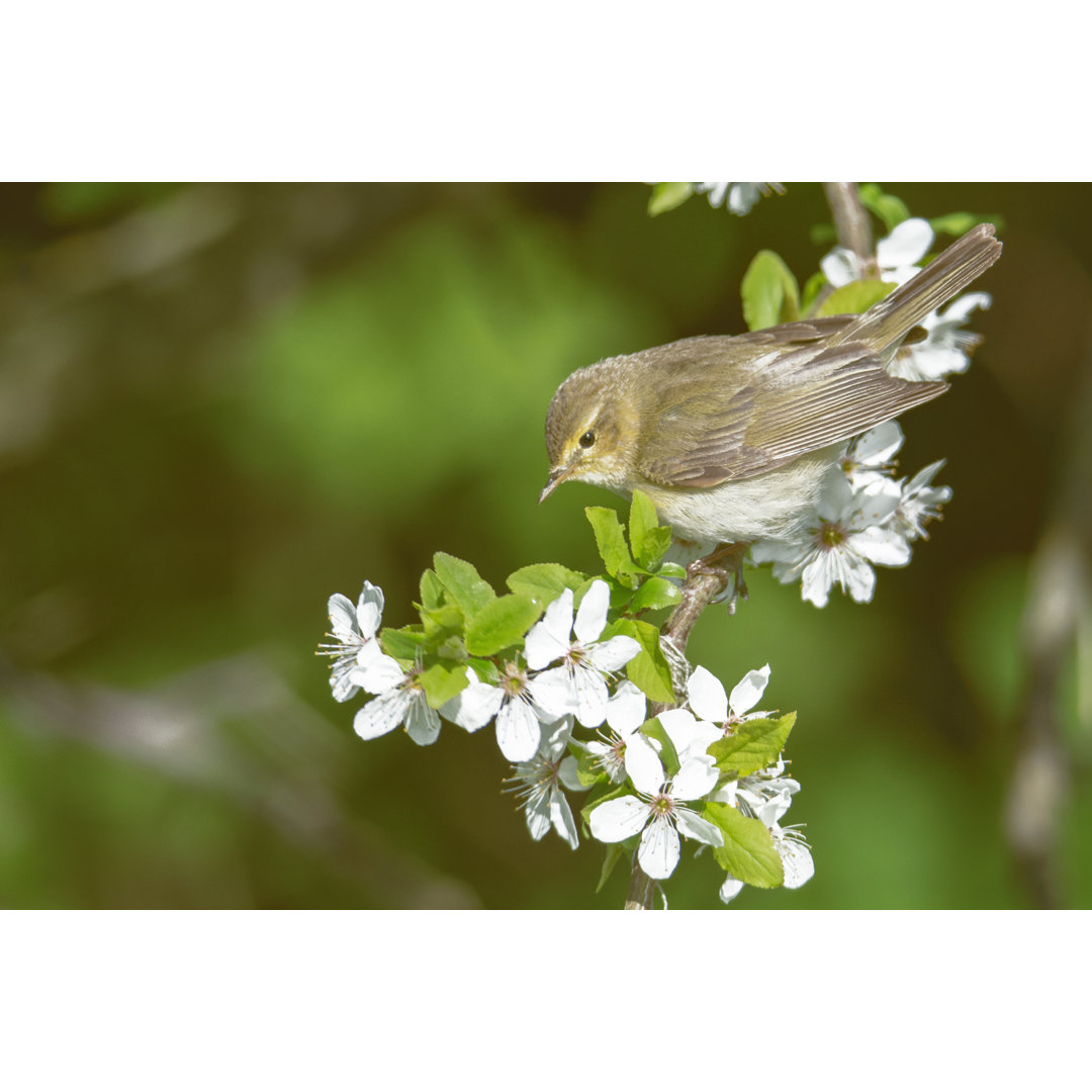 Vogel Chifchaff von Riksons - Foto auf Leinwand