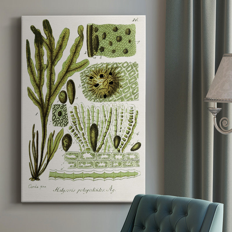 Seaweed Illustration V, reproduction sur toile tendue, L 8 po x H 12 po