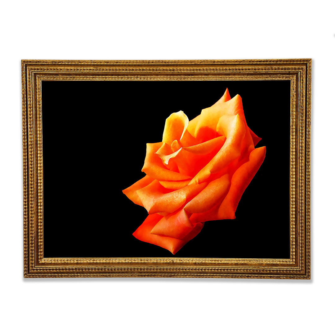 Einzelne Orange Rose In Bloom Gerahmter Druck