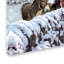 « donkeys », reproduction sur toile tendue-21938729