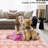 Tassel Area Rugs Washable Bordered Accent Carpet with Non-Slip Backing, Stain-Resistant Farmhouse Floor Cover, Soft Low Pile Indoor Mat for Bedroom, Living Room-1860981179