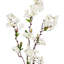 Fleur de cerisier en fleurs-1556286115