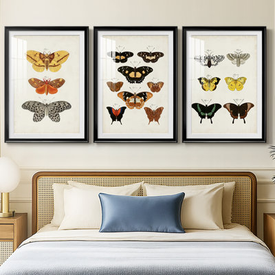 Vintage Butterflies IV  -Custom Framed  Premium Print W Matt - 3 Pieces