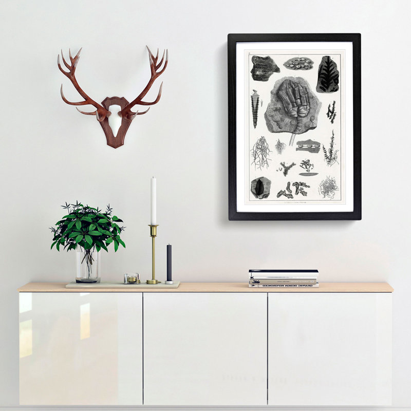 Collection of Fossils II by Oliver Goldsmith - Picture Frame Drawing Print, Black Framed, 48cm H x 36cm W x 2cm D
