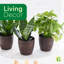 Live White Butterfly Plant-49662091