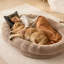 Grand lit pour chien humain lavable pour chien-433126425-433126427