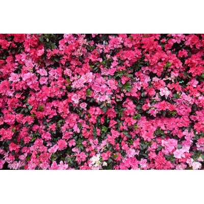 Bright Picture Of Background Full Pink Flowers by Toonto - Wrapped Canvas Print