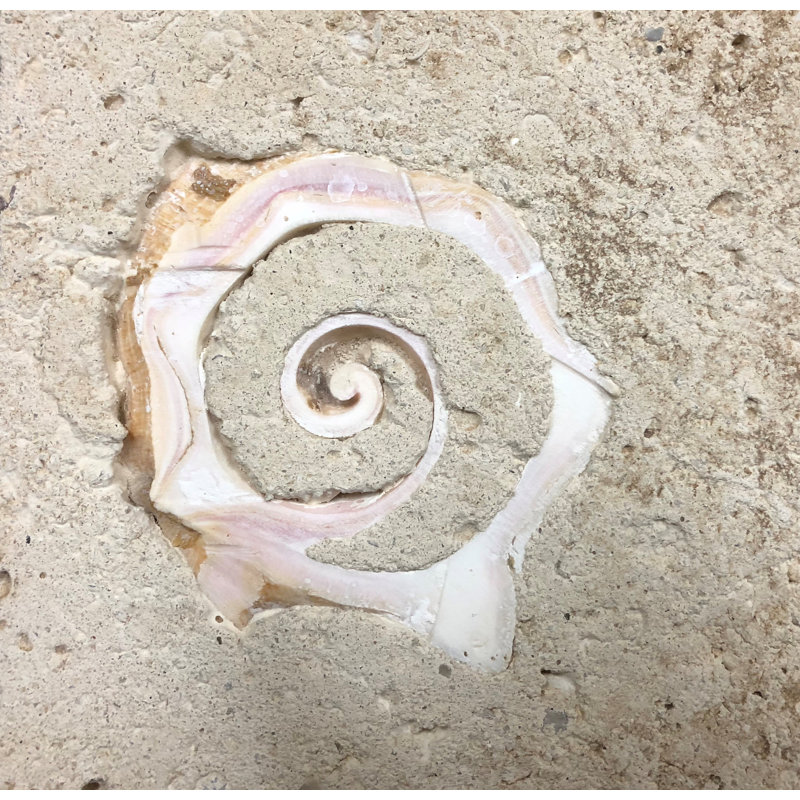 6" x 6" SeaStone Cut Shell Scroll Fossil Bevel Edge Medallion Tile in Buff