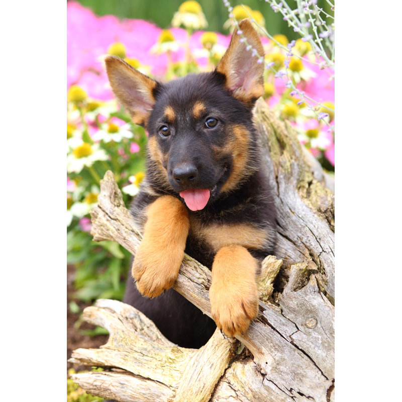 Chiot berger allemand - photographie sur toile tendue, L 24 po x H 36 po