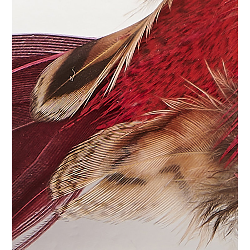 Oiseau à plumes 4,5 po avec pince, Rouge