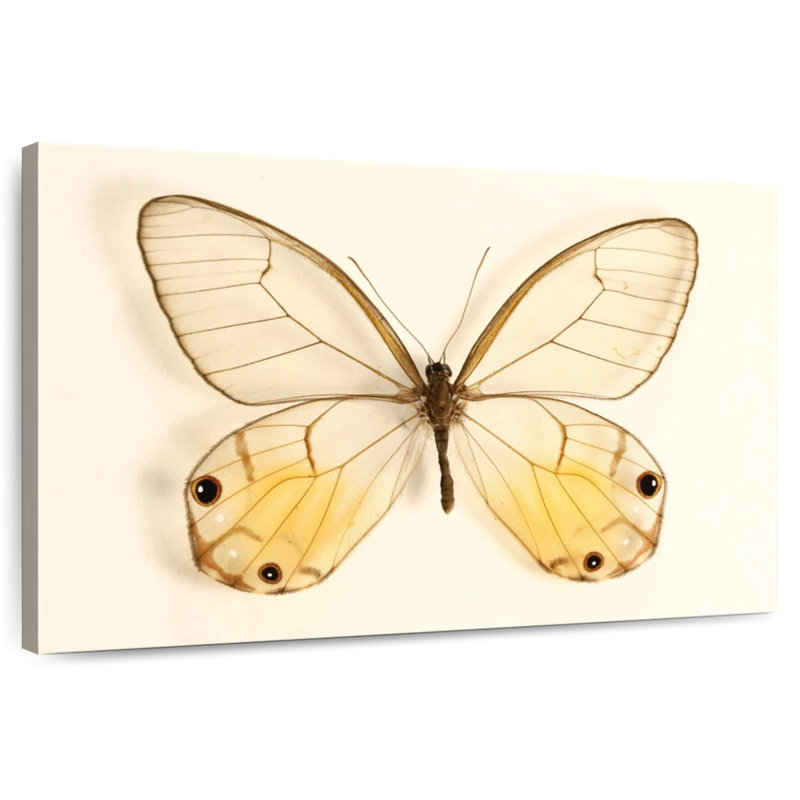 Butterfly Memento, 16" H x 24" W