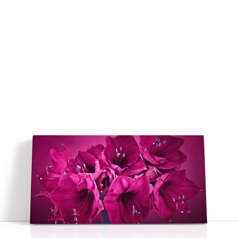 Amaryllis Flower 2 - reproduction d'art sur toile, H 12 po x l 24 po