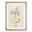 Lilac Phlox Flowers by Pierre-Joseph Redoute - Picture Frame Painting Print-55582626-55582625
