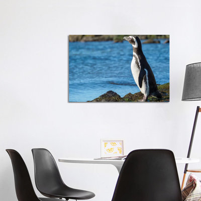 Magellanic Penguin At Rocky Shore, Falkland Islands by Martin Zwick - Wrapped Canvas Print